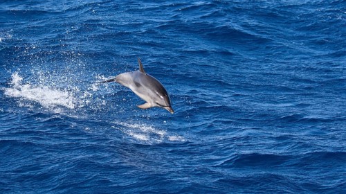 A dolphin (Delphinidae) leaps vividly through the blue waters of the sea, whale watching boat tour,