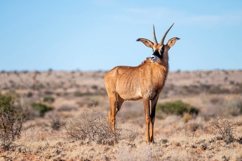 Juvenile roan antelope (Hippotragus equinus) standing in the grasslands, South Africa