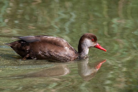 Common duck, netta rufina, red-crested pochard, anatidae, birds, ducks, ducks, ducks, resting