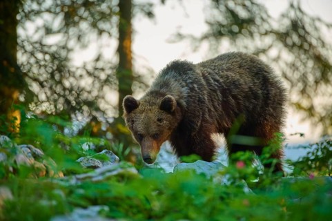 A bear in the forest at sunset, surrounded by lush greenery and rocks, European brown bear (Ursus