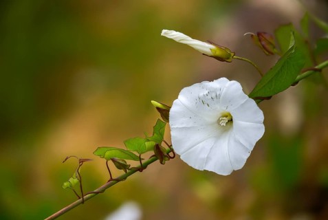 Calystegia sepium, real fence wind, rutland beauty, fence winch, bellbind, bugle vine, flora,