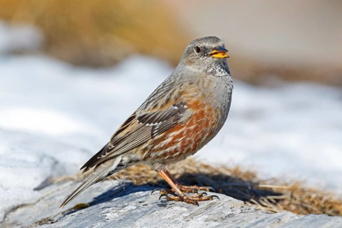 Alpine Accentor (Prunella collaris), Valais, Switzerland