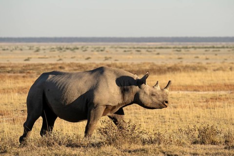 A black rhinoceros (Diceros bicornis) strides across the savannah, Etosha National Park, Namibia