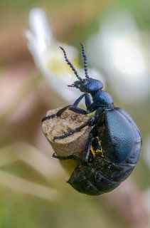 Blue mayworm, meloe cf violaceus, meloe violaceus, meloid beetle, purple oil beetle, beetle,