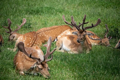 Fallow deer, Tierpark Ivenack, Ivenacker Eichen, Mecklenburg-Western Pomerania, Germany