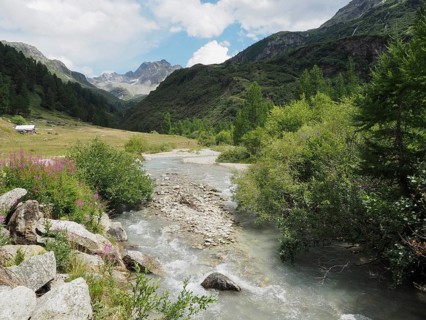 A clear mountain stream flows through a green mountain landscape, surrounded by forest and meadows,