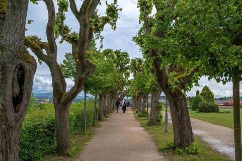 Avenue of lime trees (Tilia) in the grounds of St Michael's Abbey Church, Michelsberg 10, Bamberg,