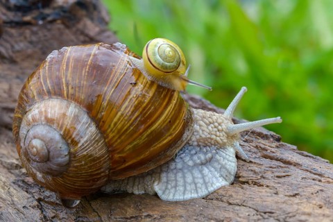 Banded snails, cepaea, cepaea nemoralis, grove snail, hornworm snail, helicidae, helix pomatia,