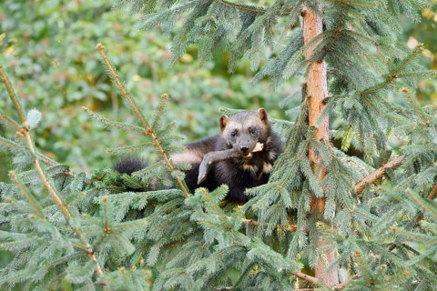 Wolverine or bear marten (Gulo gulo) sitting with prey in a tree, captive, Germany