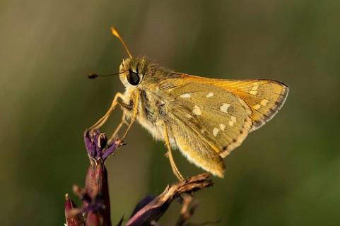 Hesperia comma, comma butterfly, silver-spotted skipper, butterfly, insects, butterfly, butterflies