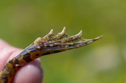Callus internus, common water frog, edible frog, metatarsal tubercle, pelophylax esculentus,