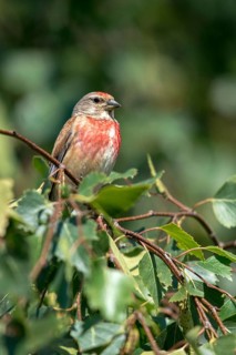 Acanthis cannabina, bloodtail, linaria cannabina, linnet, birds, high size, portrait, hanfling,