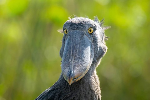 Shoebill (Balaeniceps rex), juvenile, animal portrait, swamps of Mabamba, Lake Victoria, Uganda