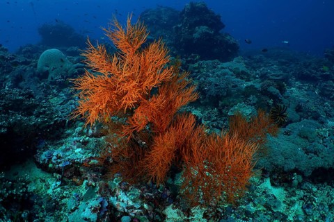 Bright orange coral fans, Black coral (Antipathes dichotoma), spread across a diverse underwater