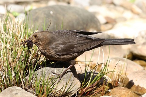 Blackbird (Turdus merula) female collects material for nest building at the garden pond, Allgäu,