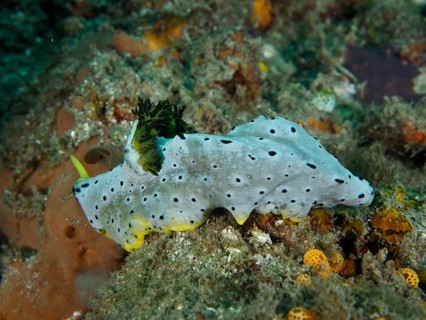 A nudibranch with green and yellow speckled skin, the Grey Banana Nudibranch (Notodoris serenae),