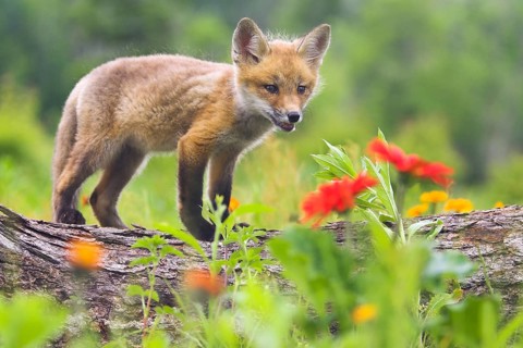 Red fox (Vulpes vulpes), Minnesota, USA. A young fox stands curiously on a tree trunk, surrounded
