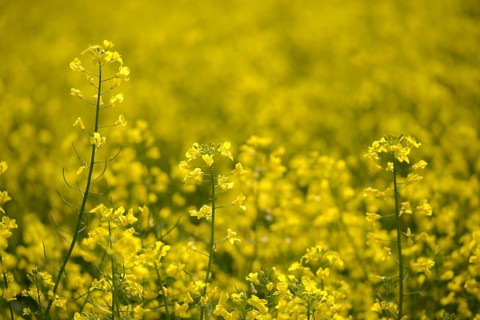 Brassica napus, brassicaceae, cruciferous vegetables, rapeseed, flora, intensive agriculture,