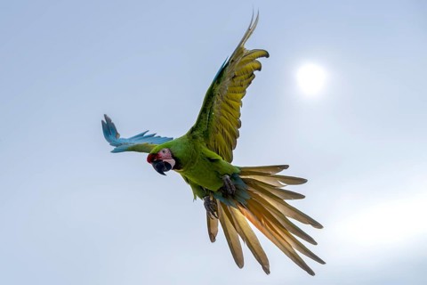 Soldier macaw (Ara ambiguus), Jomtien, Thailand