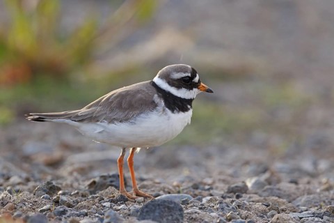 Common Ringed Plover (Charadrius hiaticula), Iceland