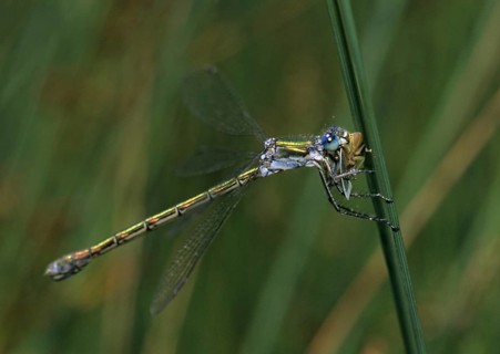 Ruismaid, common spreadwing, emerald damselfly, common ruismaid, green lestes, lestes sponsa, prey,