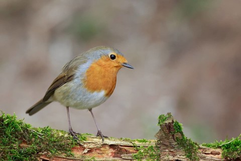European Robin (Erithacus rubecula), North Rhine-Westphalia, Germany