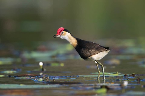 Comb-crested Jacana (Irediparra gallinacea), Queensland, Australia