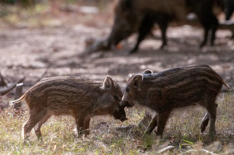 Artiodactyla, even-toed ungulate, cloven-hoofed, wild boar, wild boar, newbie, mammals, mammals