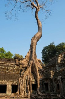 Ta Prohm, Angkor Wat, Angkor, UNESCO World Heritage Site, Siem Reap, Cambodia, Indochina, Southeast