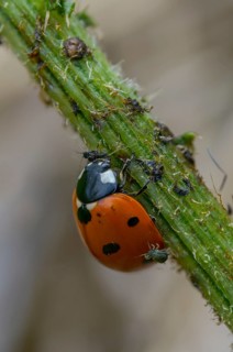 Coccinella septempunctata, seven-point, seven-spotted ladybird, beetle, aphid, coleoptera, high