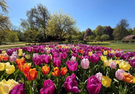 Spring with many different colored tulip flowers on the orangery peninsula, Dyck Castle, Jüchen,
