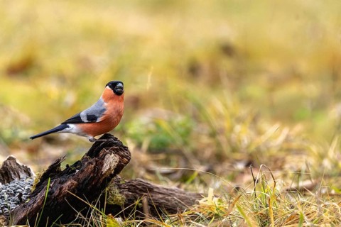 A bullfinch perched on a branch in a meadow, surrounded by autumnal scenery and grasses, a male
