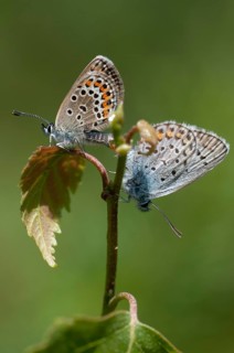 Argus blue, plebeius argus, silver-studded blue, butterfly, high size, portrait format, insects,