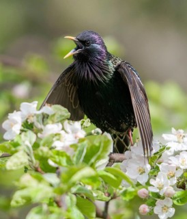 Star, Starling, Sturnus vulgaris, courtship behavior, birds, courtship display, spring, song,
