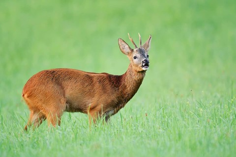 European roe deer (Capreolus capreolus), a roebuck standing in a meadow and snorting, North