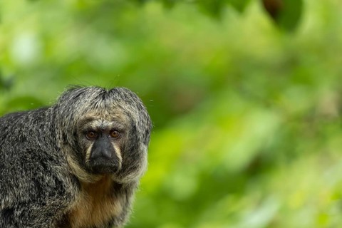 A close-up of a monkey with a focused view in green surroundings, adult Saki monkey by Isabel's