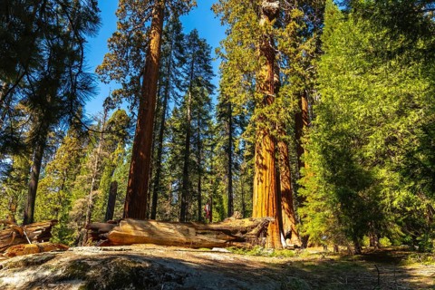 Giant sequoia trees reaching high into a bright blue sky, with sunshine illuminating green foliage,