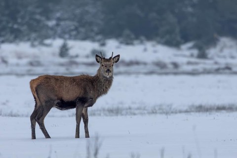 Red deer (Cervus elaphus) in a meadow in a snow-covered winter landscape, winter, cold, snow,