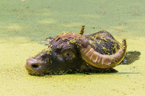 A water buffalo (Bubalus bubalis) swims in a pond covered with duckweed (Lemnoideae). Its head and
