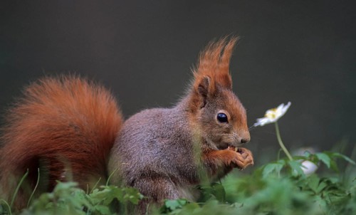 Squirrels, rodents, rodentia, sciurus vulgaris, squirrel, spring, mammals, rodents, jump, mammals