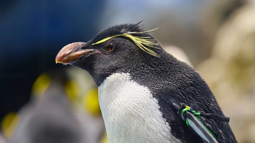Close-up of a penguin with yellow streaks on its head, Planet Penguin, Penguin (Spheniscidae), Loro