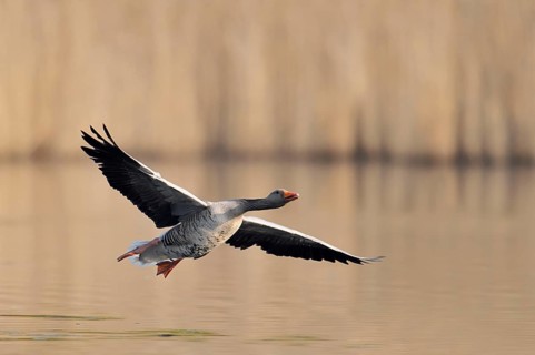 A greylag goose (Anser anser) flies over a lake, North Rhine-Westphalia, Germany