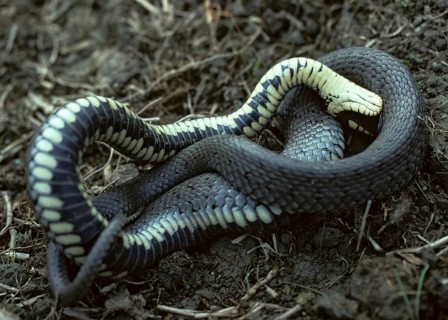 Grass Snake, Natrix Natrix, Grass Snake, Critters, Reptilia, Reptilia, Ringed Snakes, Snakes, Dead