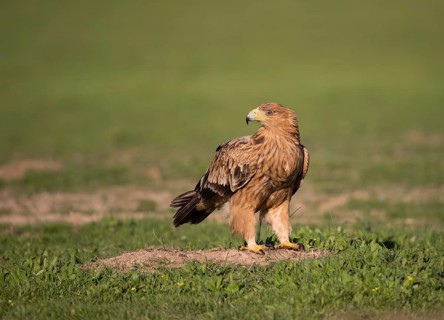 Juvenile Iberian Eagle (Aquila adalberti), Spanish imperial eagle, Extremadura, Castilla La Mancha,