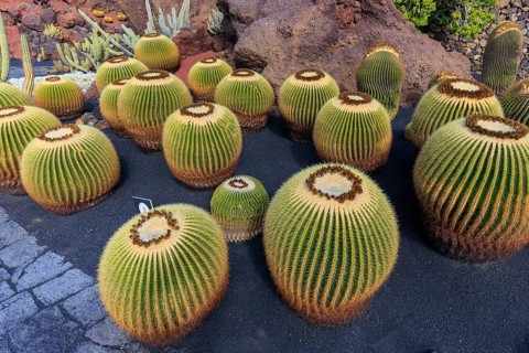 Lanzarote, Canary Islands, Spain, Europe, Cesar Manrique Jardin de Cactus near Guatiza, various