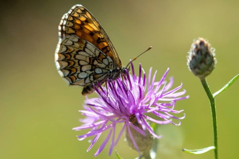 Common butterflies, heath fritillary, melitaea athalia, quail wheat moth, butterfly, insects,