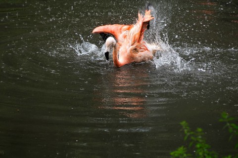 A red flamingo, or Cuban flamingo (Phoenicopterus ruber), preens its plumage in the water,