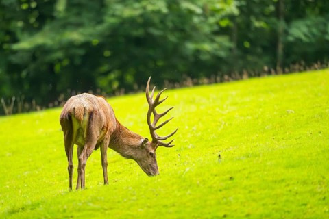 Red deer (Cervus elaphus) stag on a meadow, Bavaria, Germany