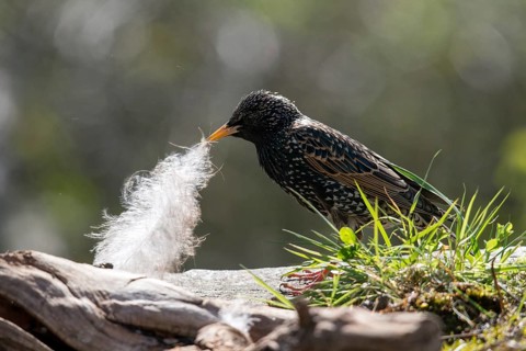 Starling, Sturnus vulgaris, birds, feather, nest building, passeri, songbirds, birds