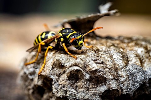 A yellow and black wasp perched on a nest, captured in a close-up, field wasps on their abandoned